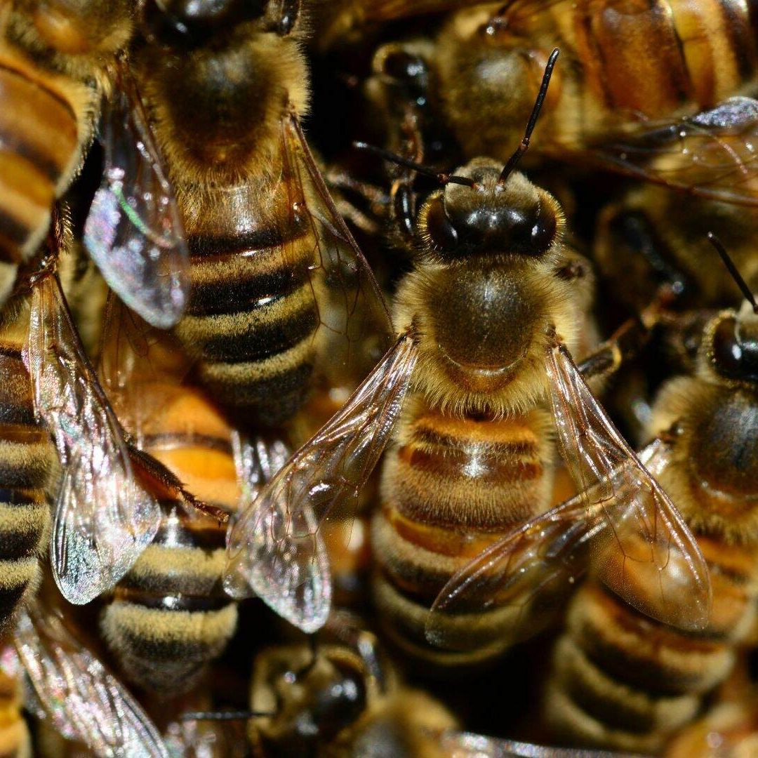 Trasladan en Helicóptero a Trabajadores tras Ser Picados por Enjambre de Abejas en Bacanuchi