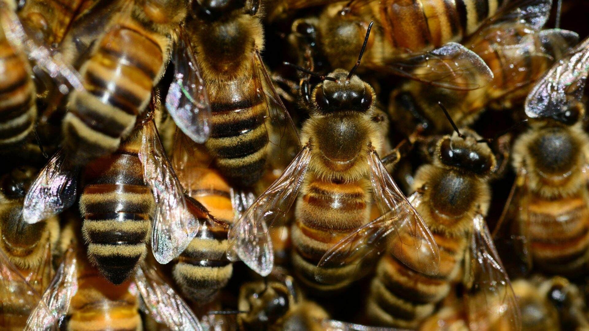Trasladan en Helicóptero a Trabajadores tras Ser Picados por Enjambre de Abejas en Bacanuchi