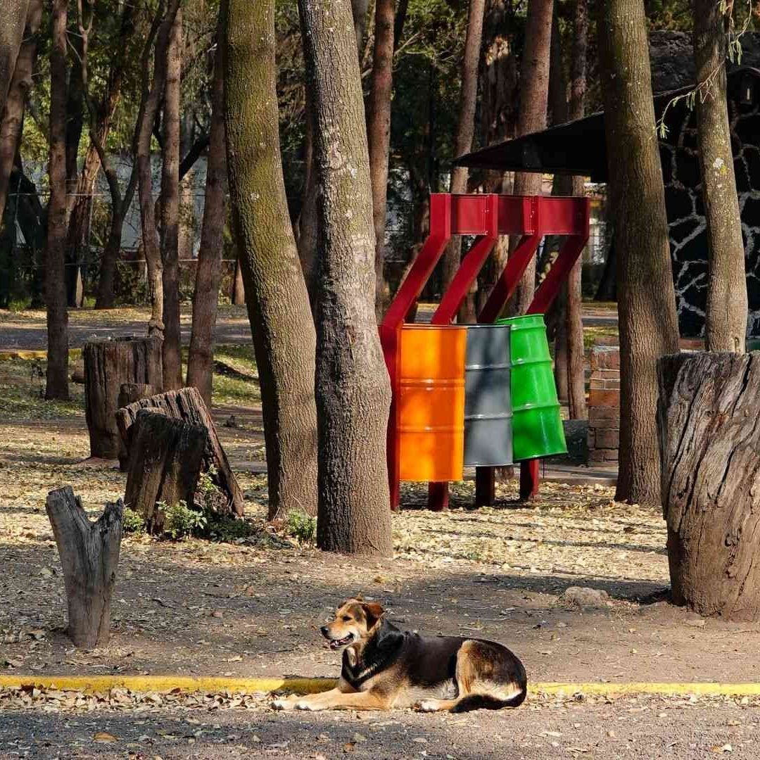 Bosque de Nativitas