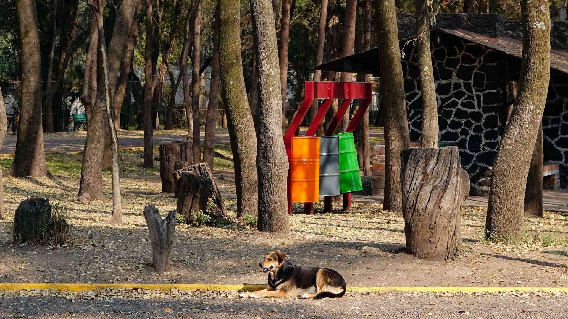 Bosque de Nativitas