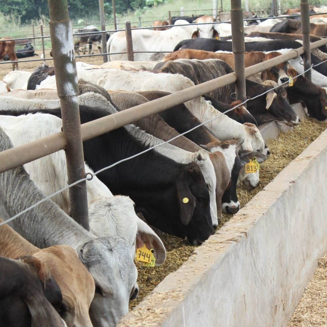decenas de reses se alimentan en rancho en México