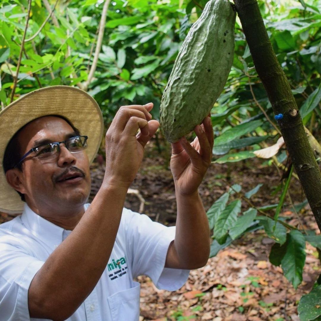 Plantación de cacao en Chiapas