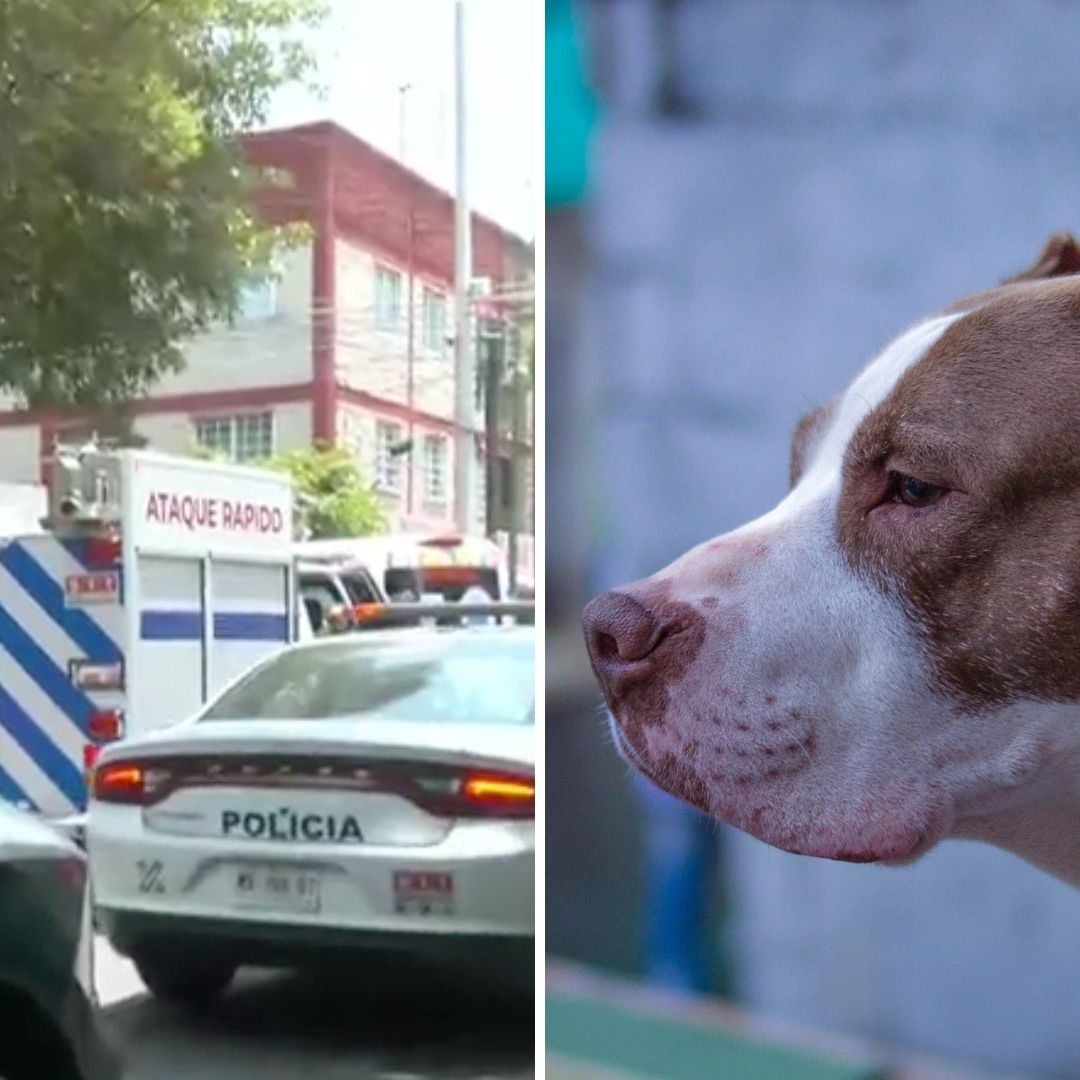 Hombre Es Atacado por sus 7 Perros Pitbull en Casa de CDMX; Usaba a los Animales en Peleas