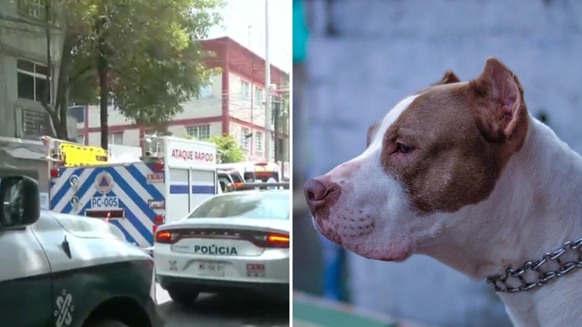 Hombre Es Atacado por sus 7 Perros Pitbull en Casa de CDMX; Usaba a los Animales en Peleas