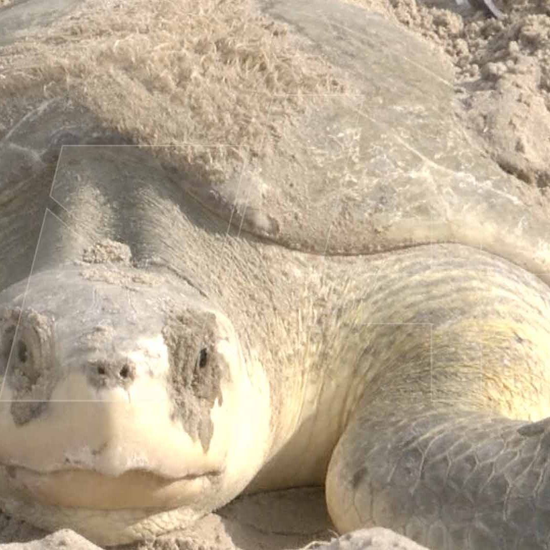 Inicia la Temporada de Eclosión de Tortuga Lora en Tamaulipas