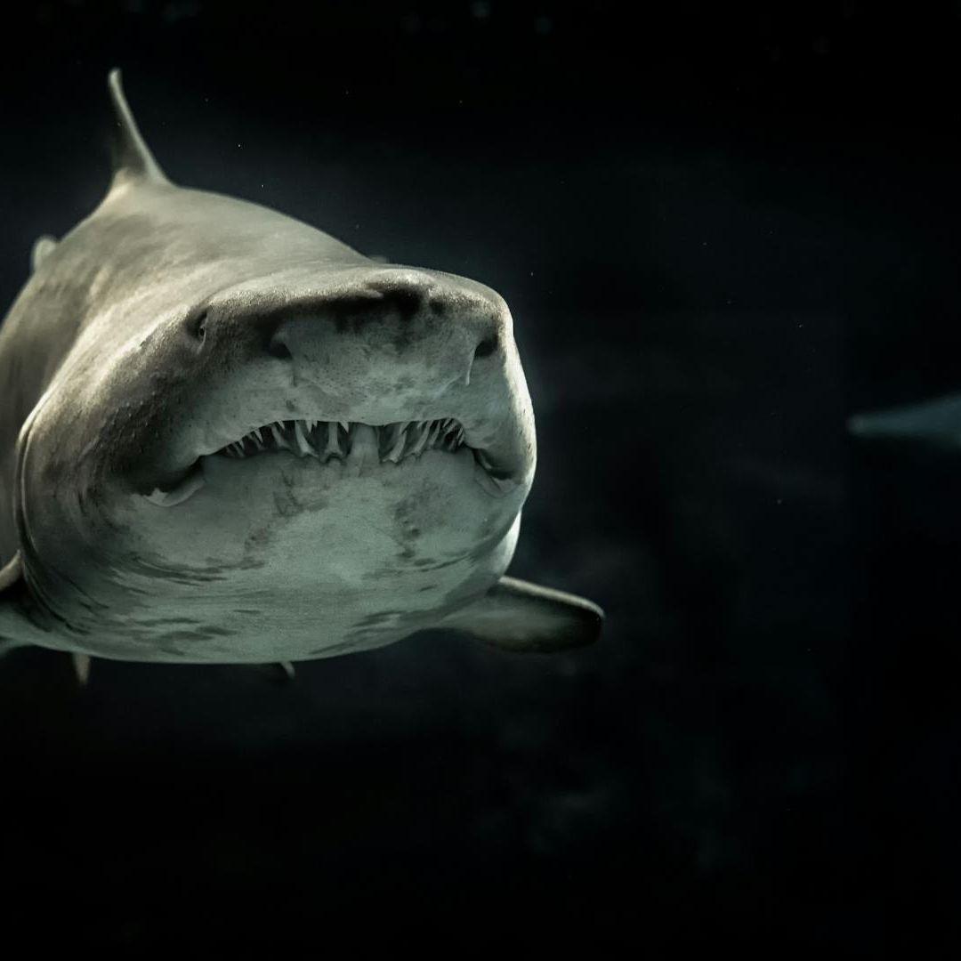 Descubren fósiles de tiburones en Nuevo León