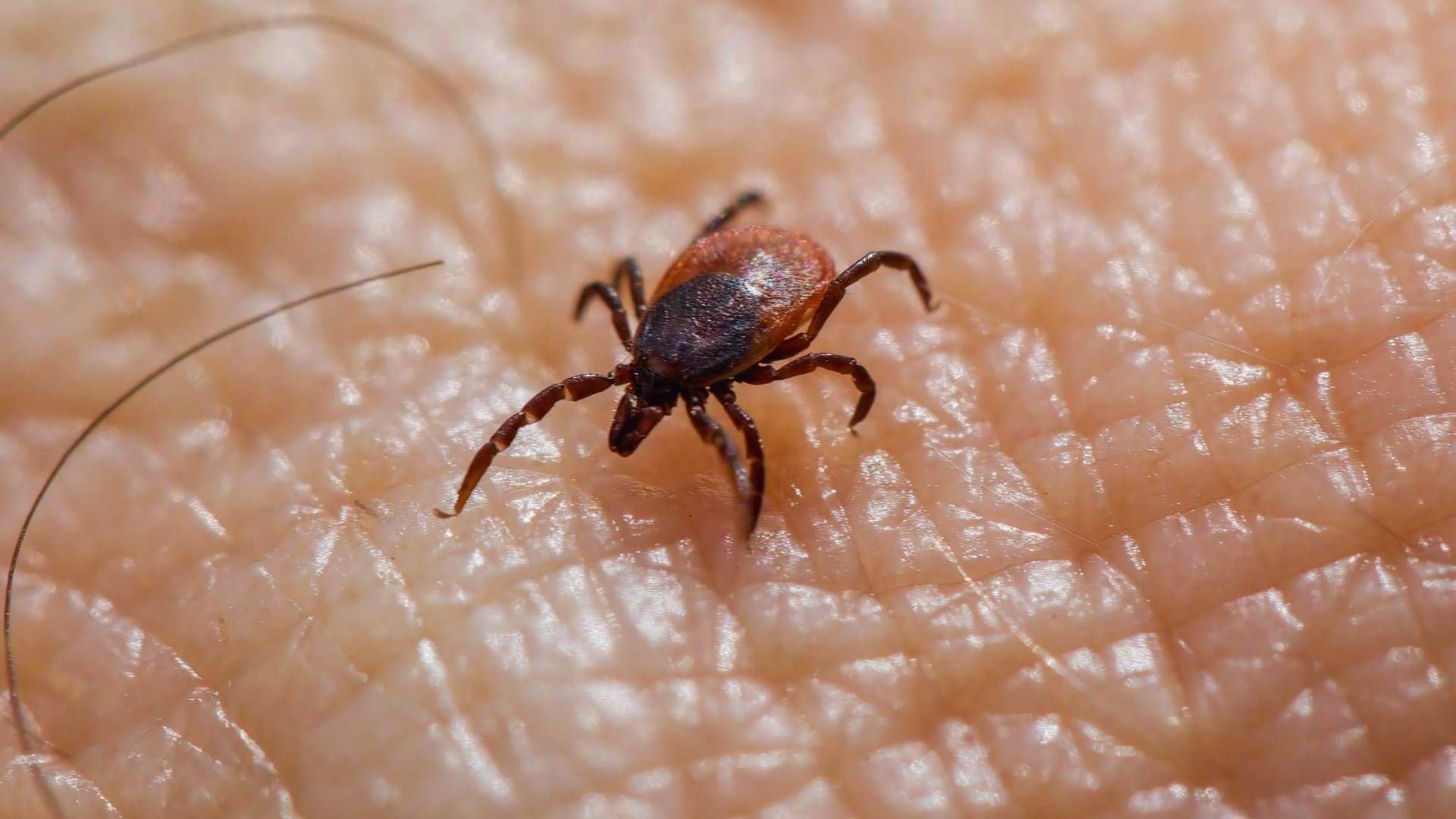 Ante Cualquier Síntoma Acuda de Inmediato al Médico | Imagen: Pexels