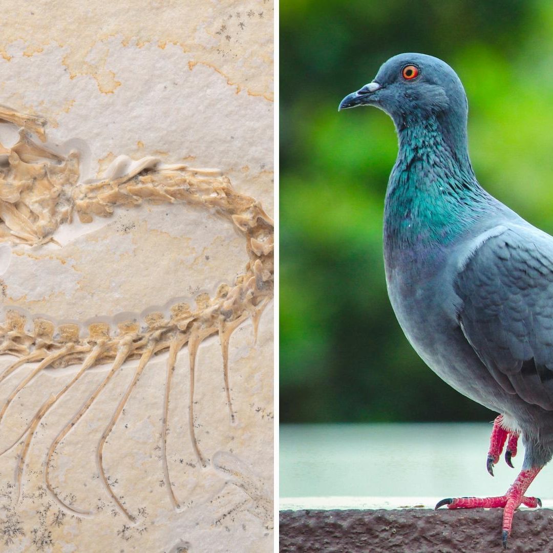Científicos Confirman que Aves son Dinosaurios Modernos tras Estudiar un Fósil