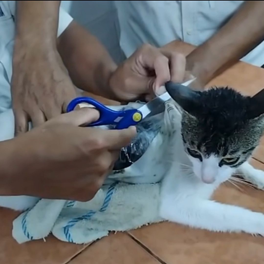 Personal penitenciario retira paquetes de droga que llevaba pegados un gato