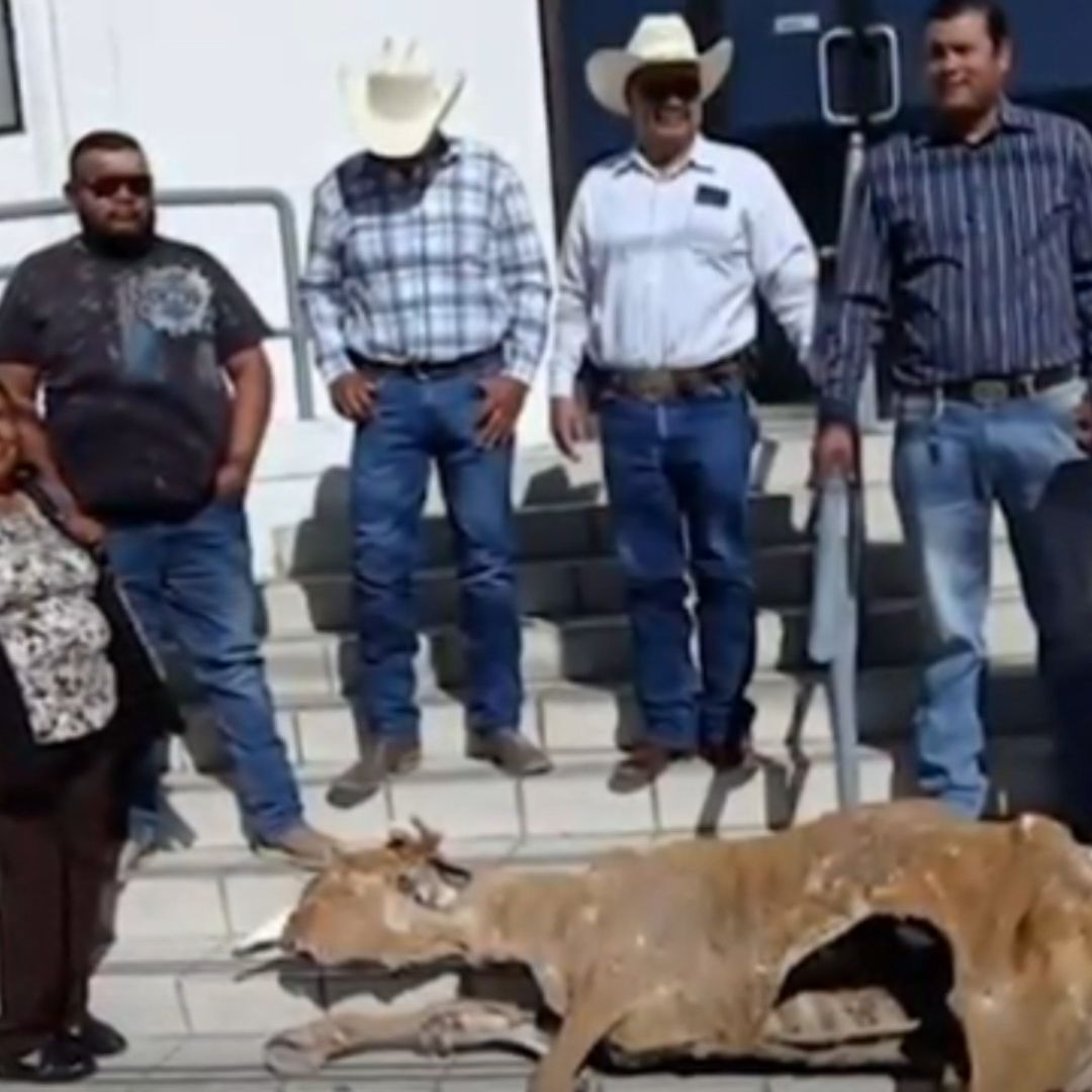 Protestan Dejando Reses Muertas en Chihuahua por Falta de Apoyos Ante Sequía Severa
