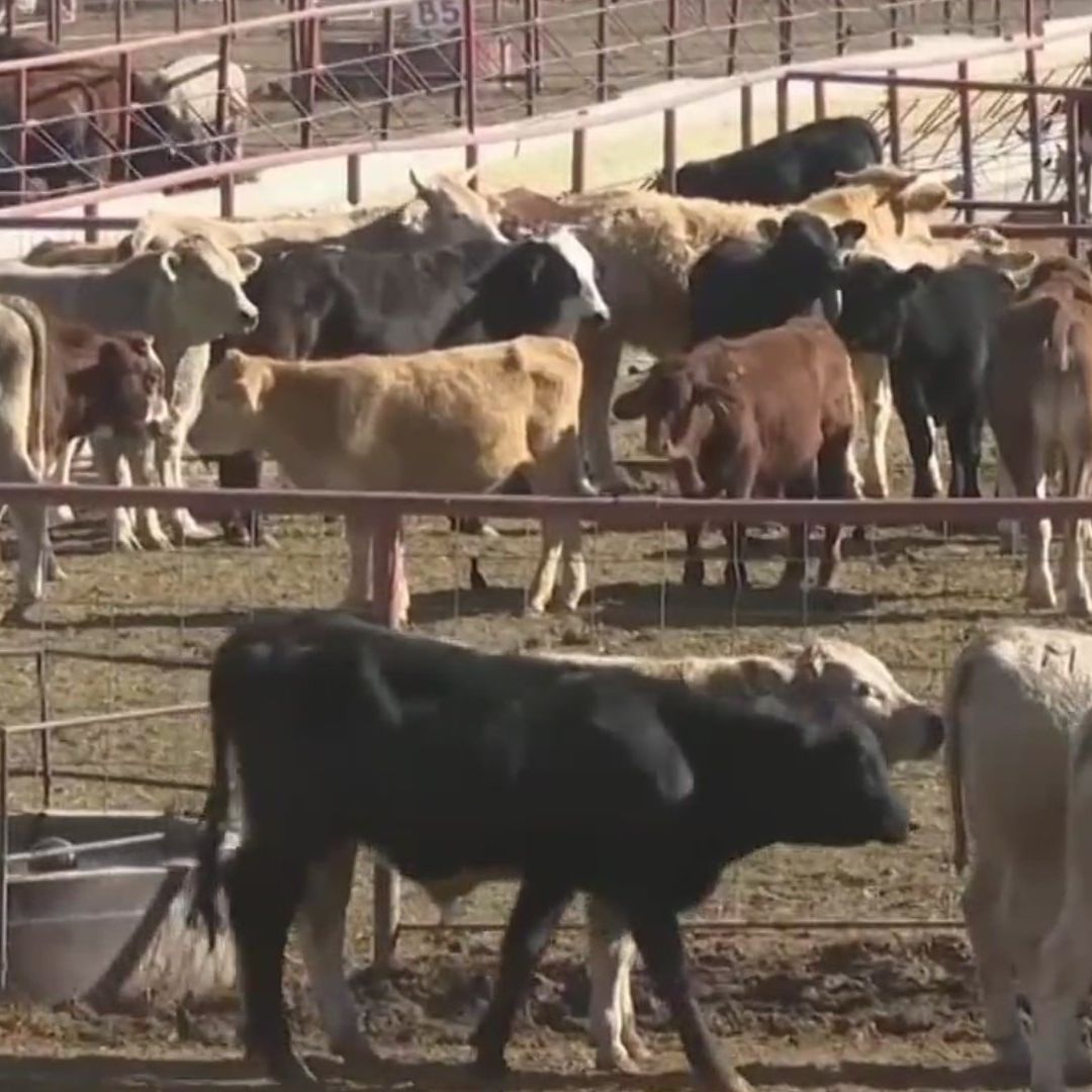 Varadas en Chihuahua 200 Mil Cabezas de Ganado por Cierre de la Frontera