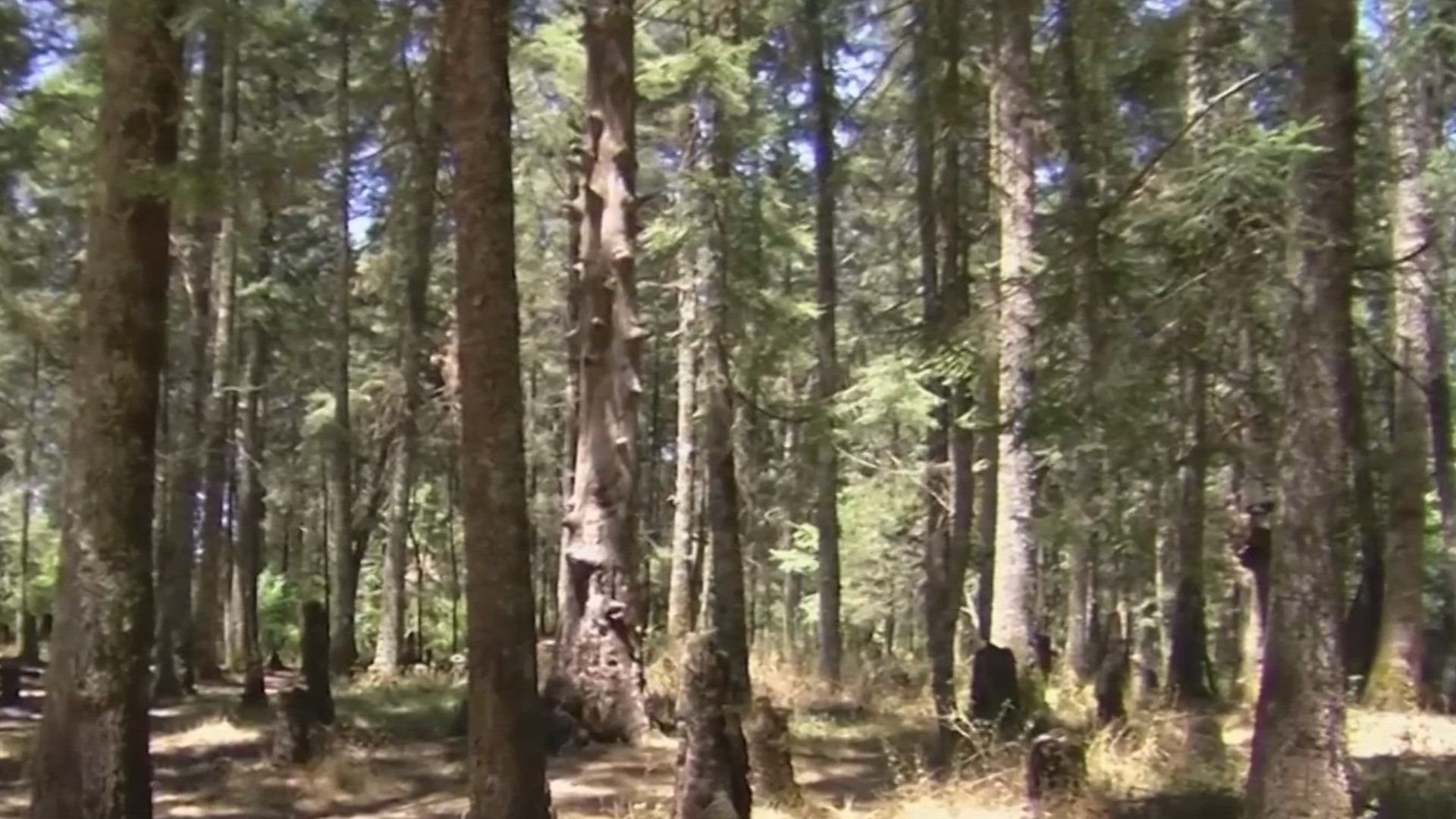 Cierran el Parque Nacional El Chico, en Hidalgo por Plaga de Gusano Descortezador