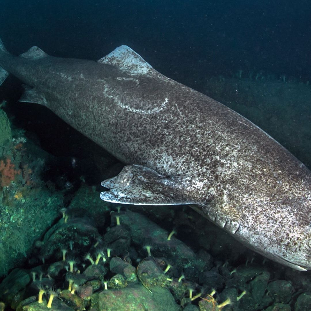 Este misterioso tiburón alcanza su madurez sexual para reproducirse hasta los 150 años de edad