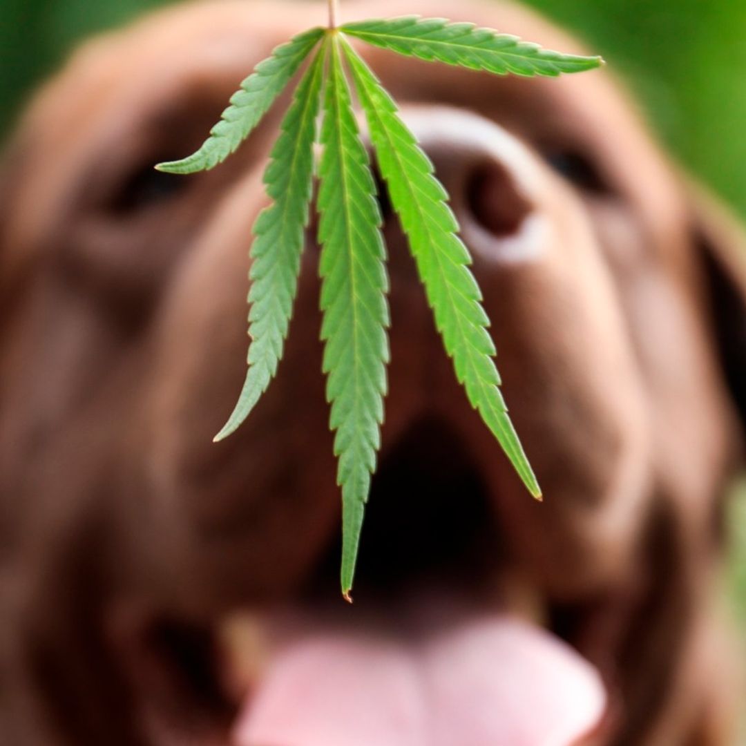 Veterinaria atendiendo a un perro intoxicado