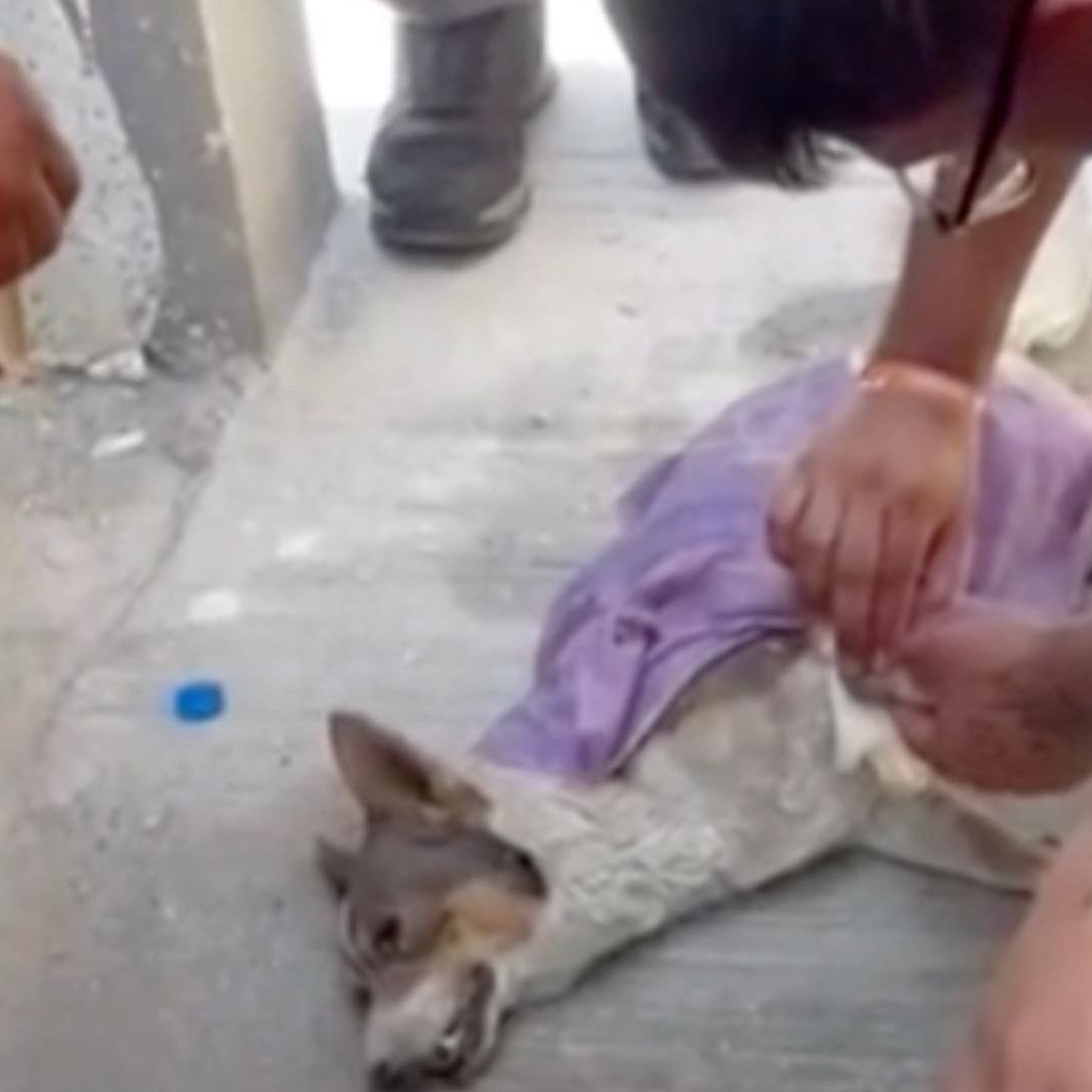 Apoya PC a Perro por Altas Temperaturas le Brindan Suero en Salinas Victoria
