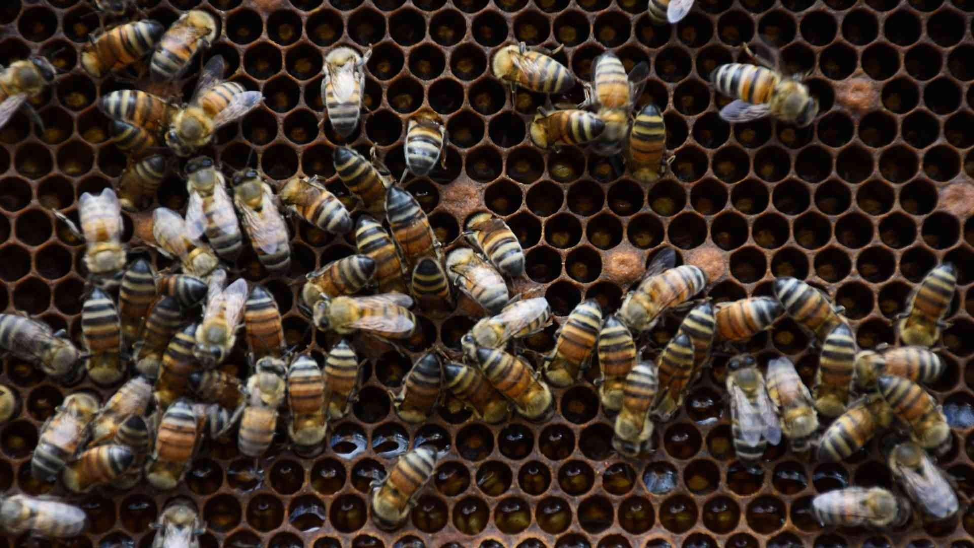 El 20 de mayo se conmemora el Día Mundial de las Abejas