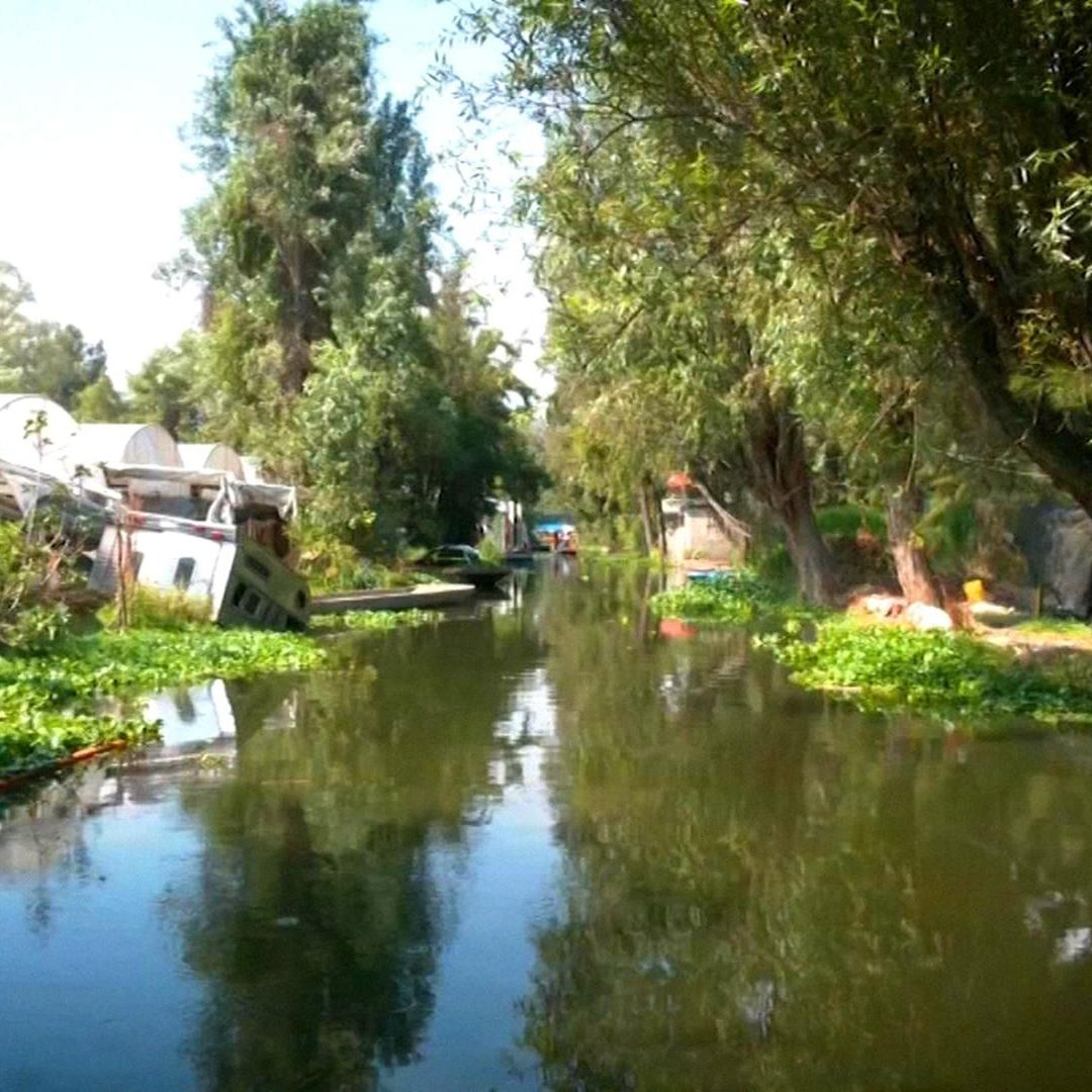 En la red de canales se utiliza el cultivo en chinampas