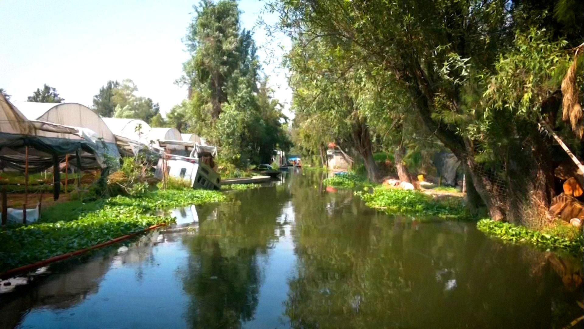 En la red de canales se utiliza el cultivo en chinampas