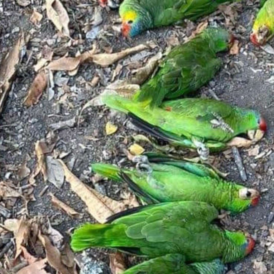 loros muertos por ola de calor