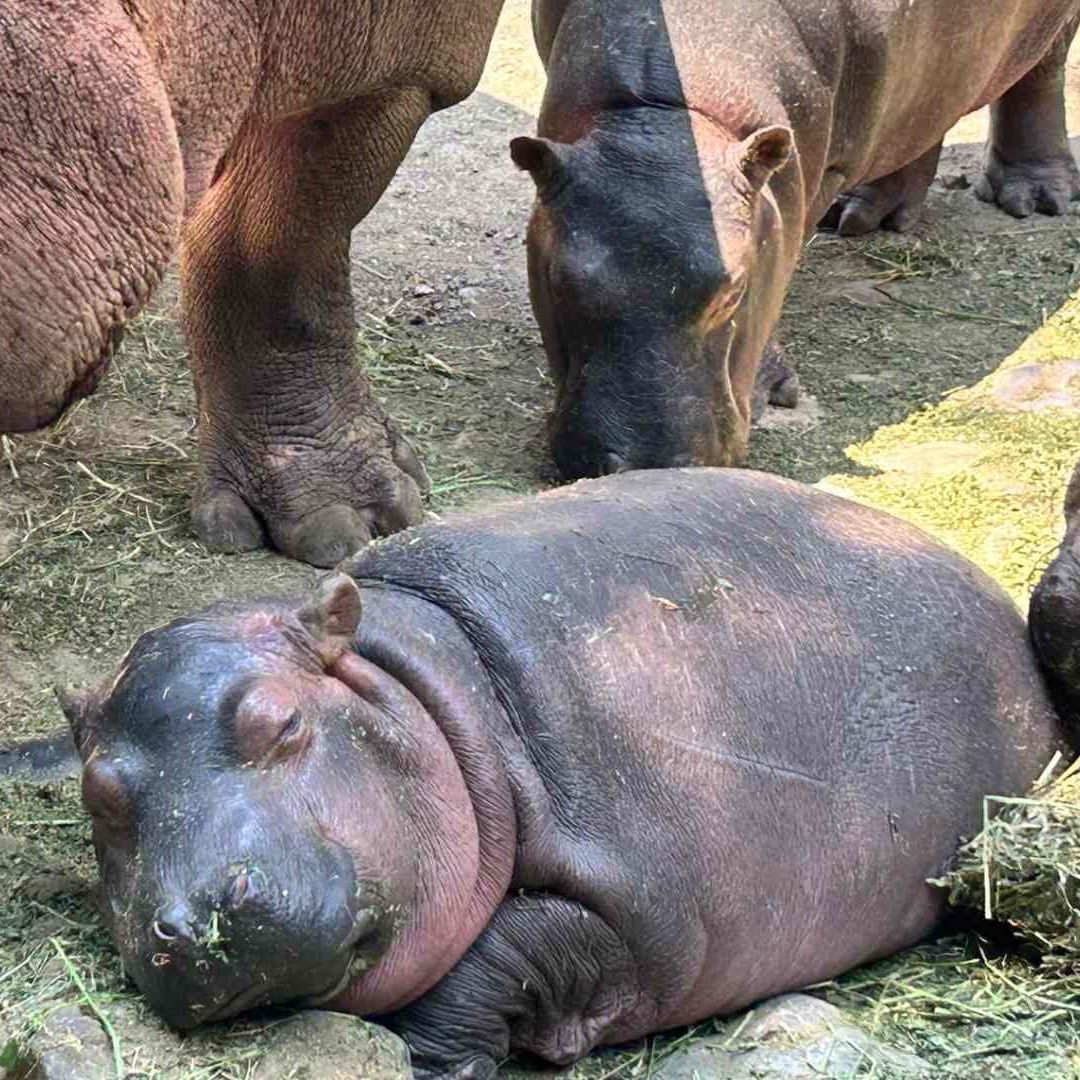 Nace Pascualita, Primera Hipopótamo Hembra en Zoo de Zoochilpan, en Chilpancingo