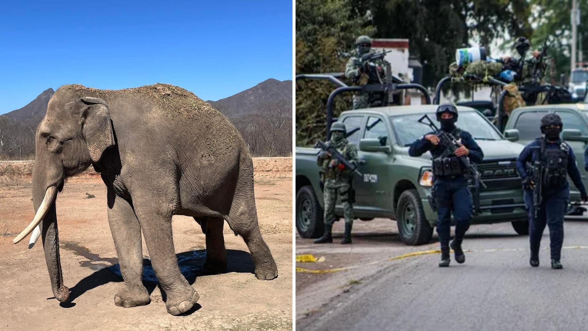 Violencia en Sinaloa: Reubican a Elefante Big Boy y Otras 700 Especies por Balaceras en Culiacán
