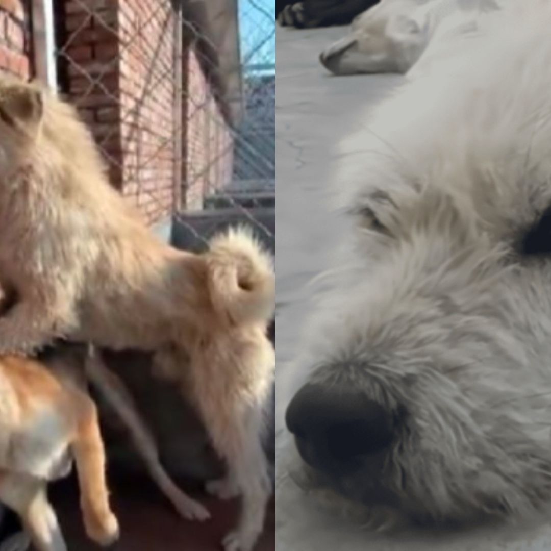 ¿Quién es 'King Charles', el 'Perro con Aura' que le temen y Detiene Peleas?