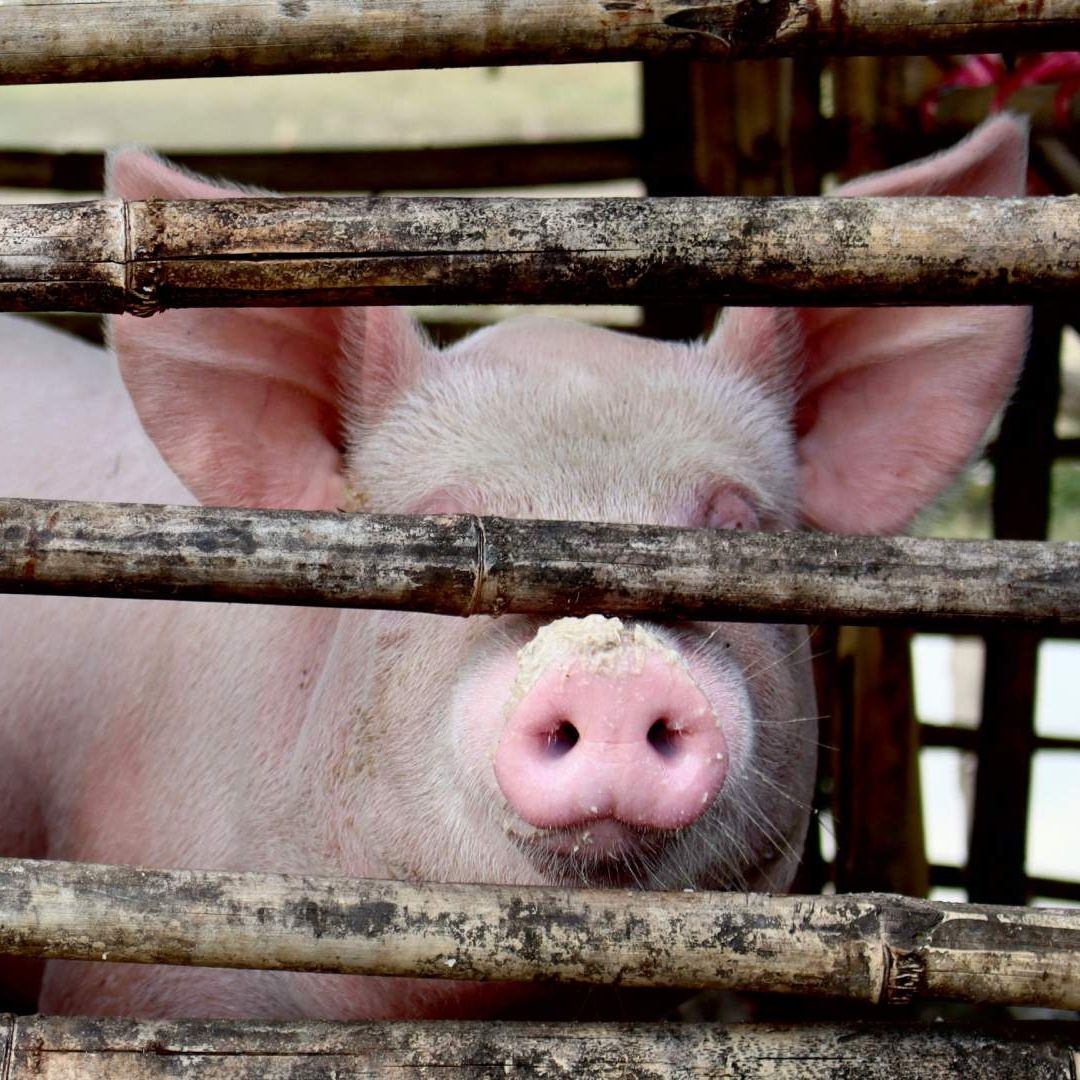 Hombre Muere al Ser Atacado a Mordidas por su Cerdito cuando Entró a Alimentarlo
