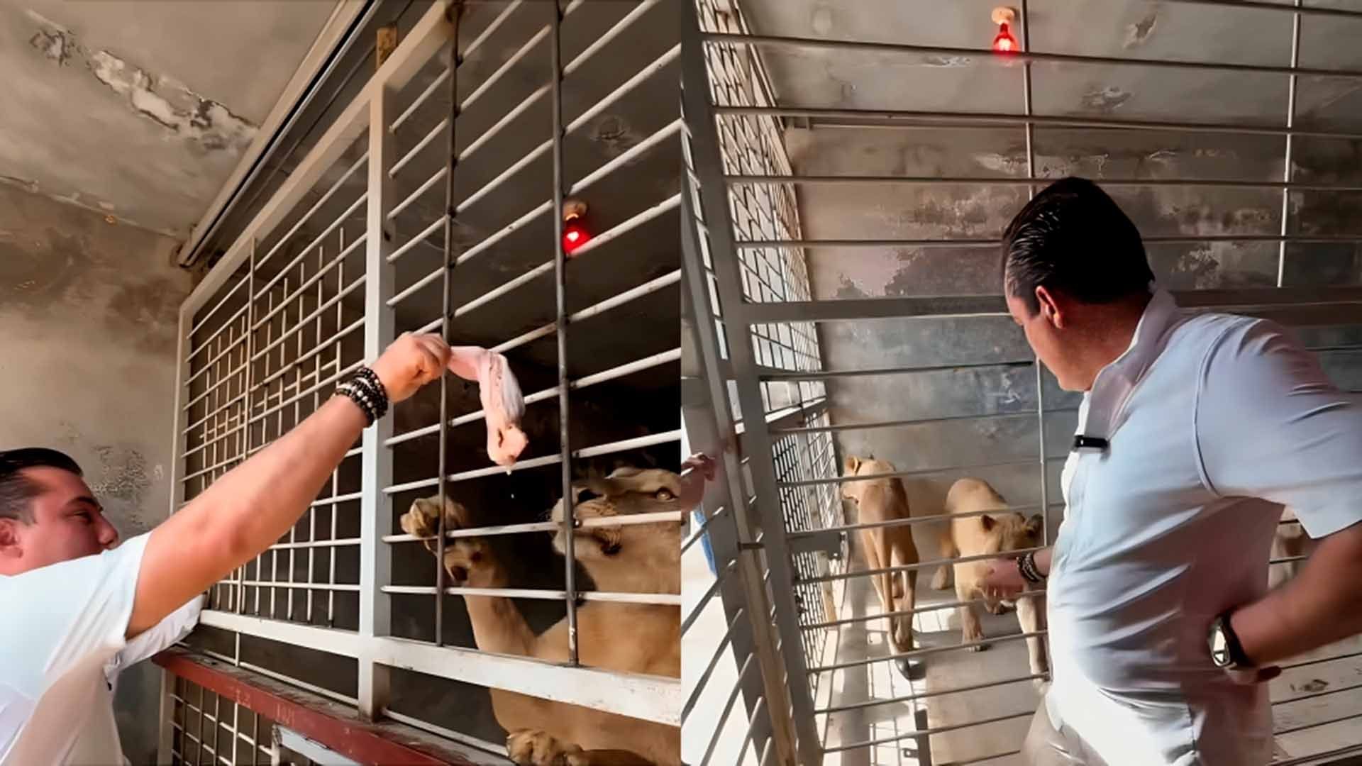 Alcalde de García Sufre Mordida de un León: Revela el "Momento Exacto" del Ataque