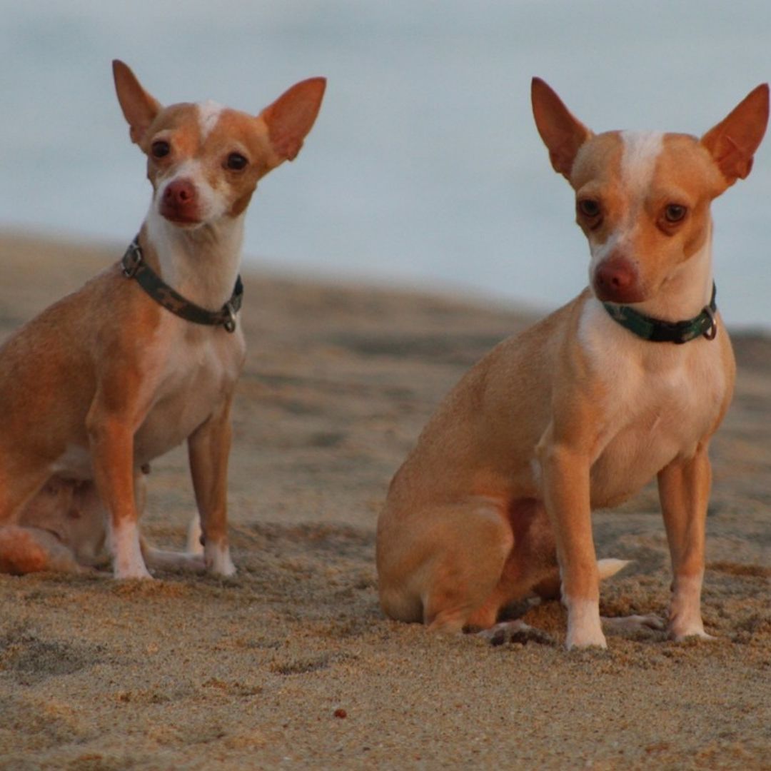 El banco de sangre canino es un tema esencial para las personas que tienen una mascota y que en algunas ocasiones por enfermedades necesitan una transfusión
