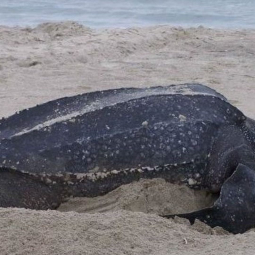 La tortuga laúd tiene mayor presencia en el Pacífico y se estima que llega a vivir hasta 80 años.