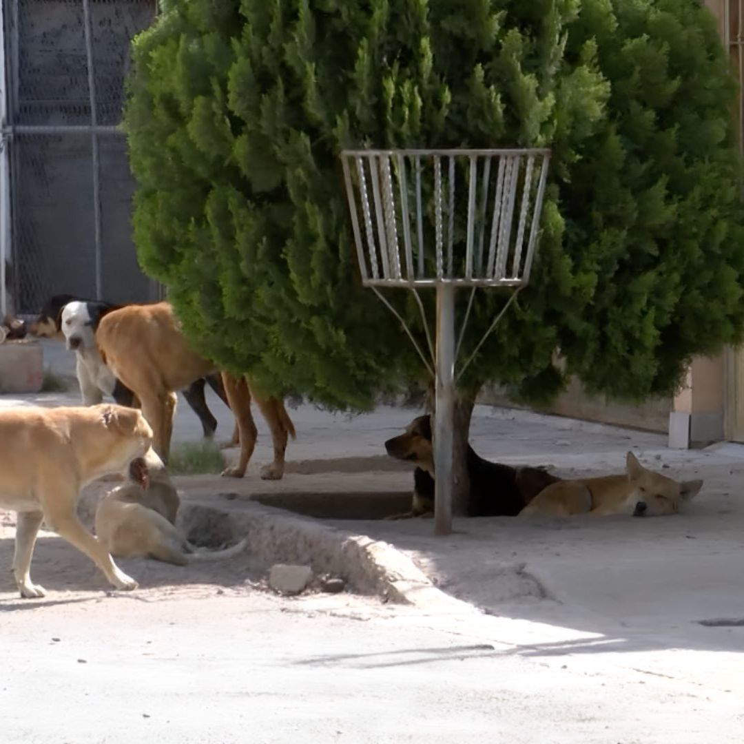 Samadhi ataque de perro callejero en Torreón