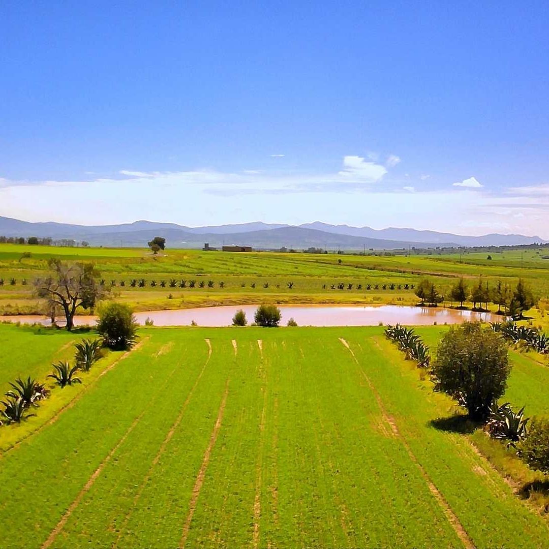 Entre las hileras de magueyes se cultivan también maíz, calabaza, frijol