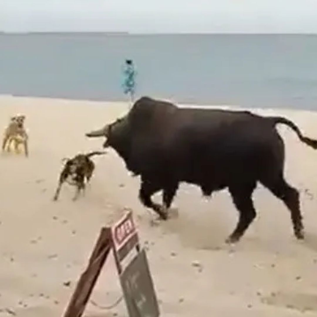 El toro trató de embestir a unos perros que también estaban en la playa. Foto: Captura de pantalla