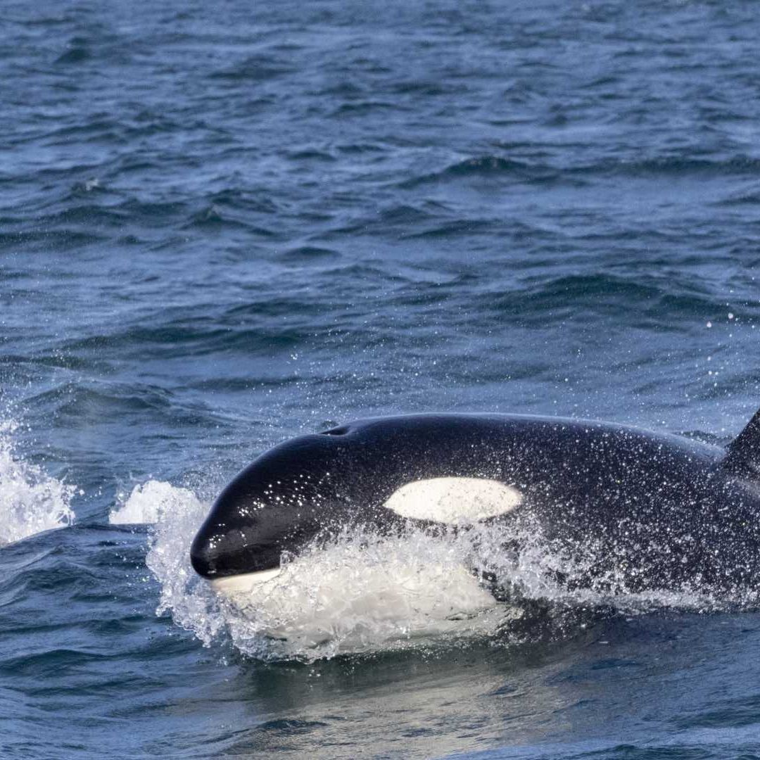 Ballenas asesinas atacan yate en Gribaltrar