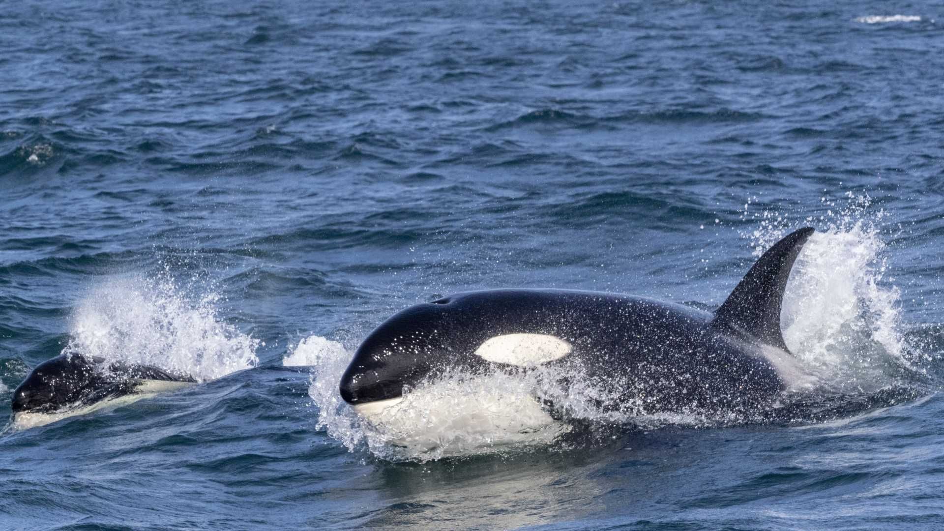 Ballenas asesinas atacan yate en Gribaltrar