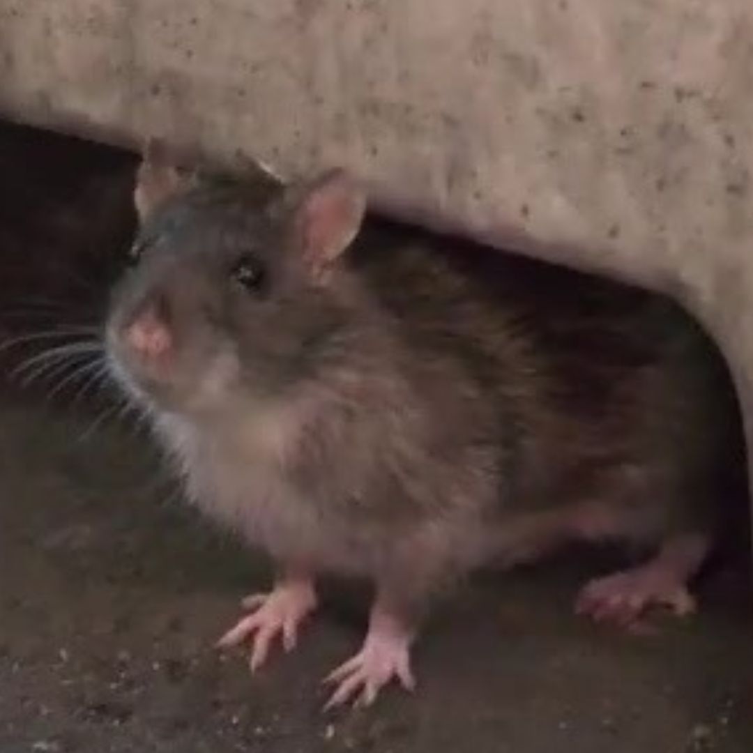 Nueva York Será Sede de la Cumbre de Ratas Urbanas para Controlar la Plaga de Roedores