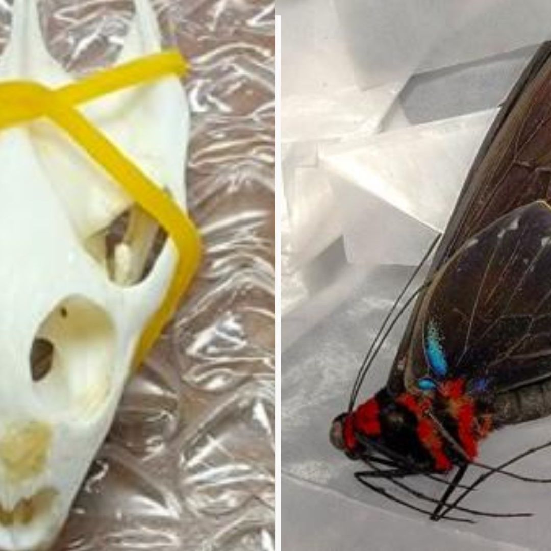 Confiscan Cráneos de Tortuga, Piel de Cocodrilo y Mariposas Exóticas en Aeropuerto de Los Ángeles