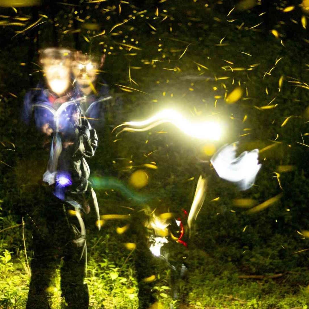La temporada de avistamiento de luciérnagas en el bosque de Nanacamilpa en Tlaxcala