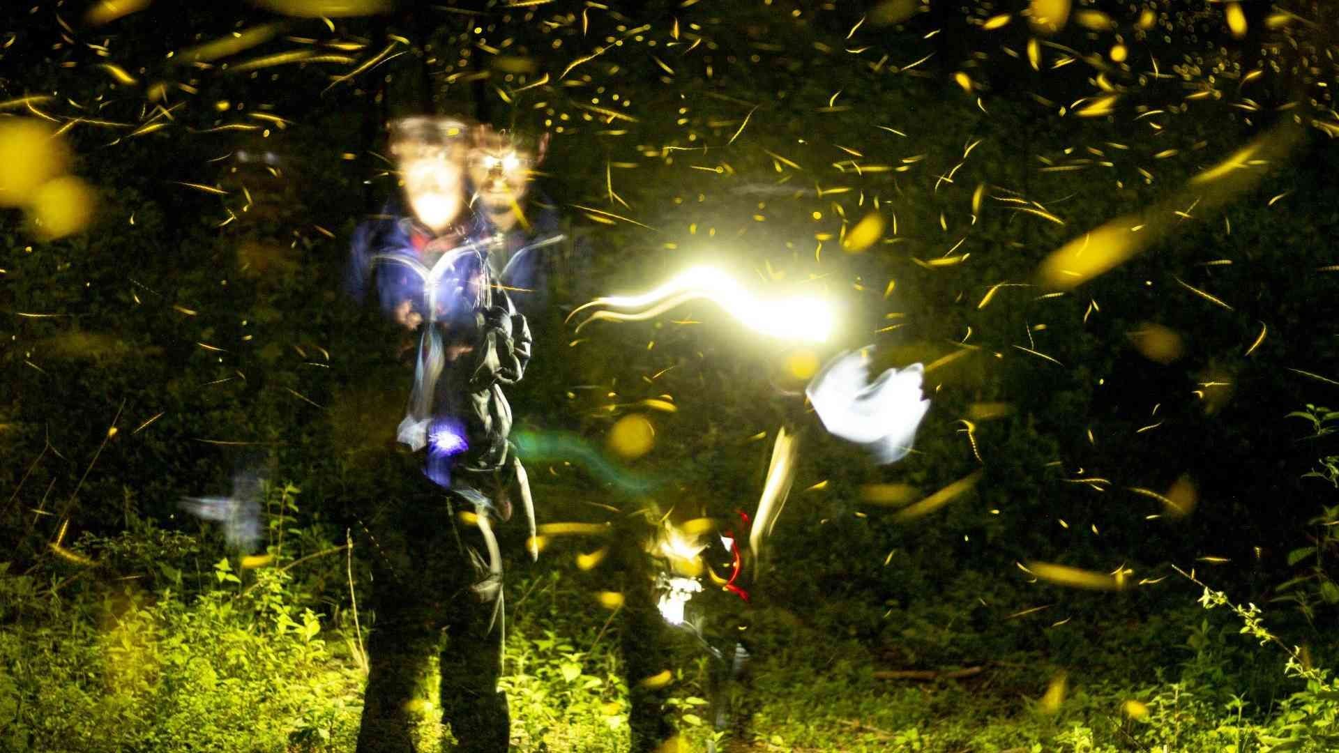 La temporada de avistamiento de luciérnagas en el bosque de Nanacamilpa en Tlaxcala