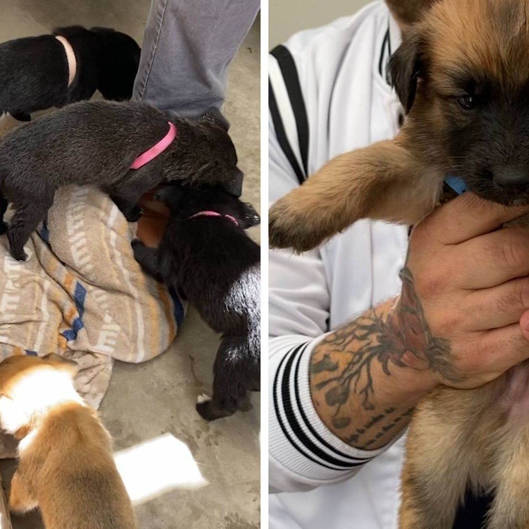 Feria de Adopción de Perros y Gatos en CACYFE de Ensenada
