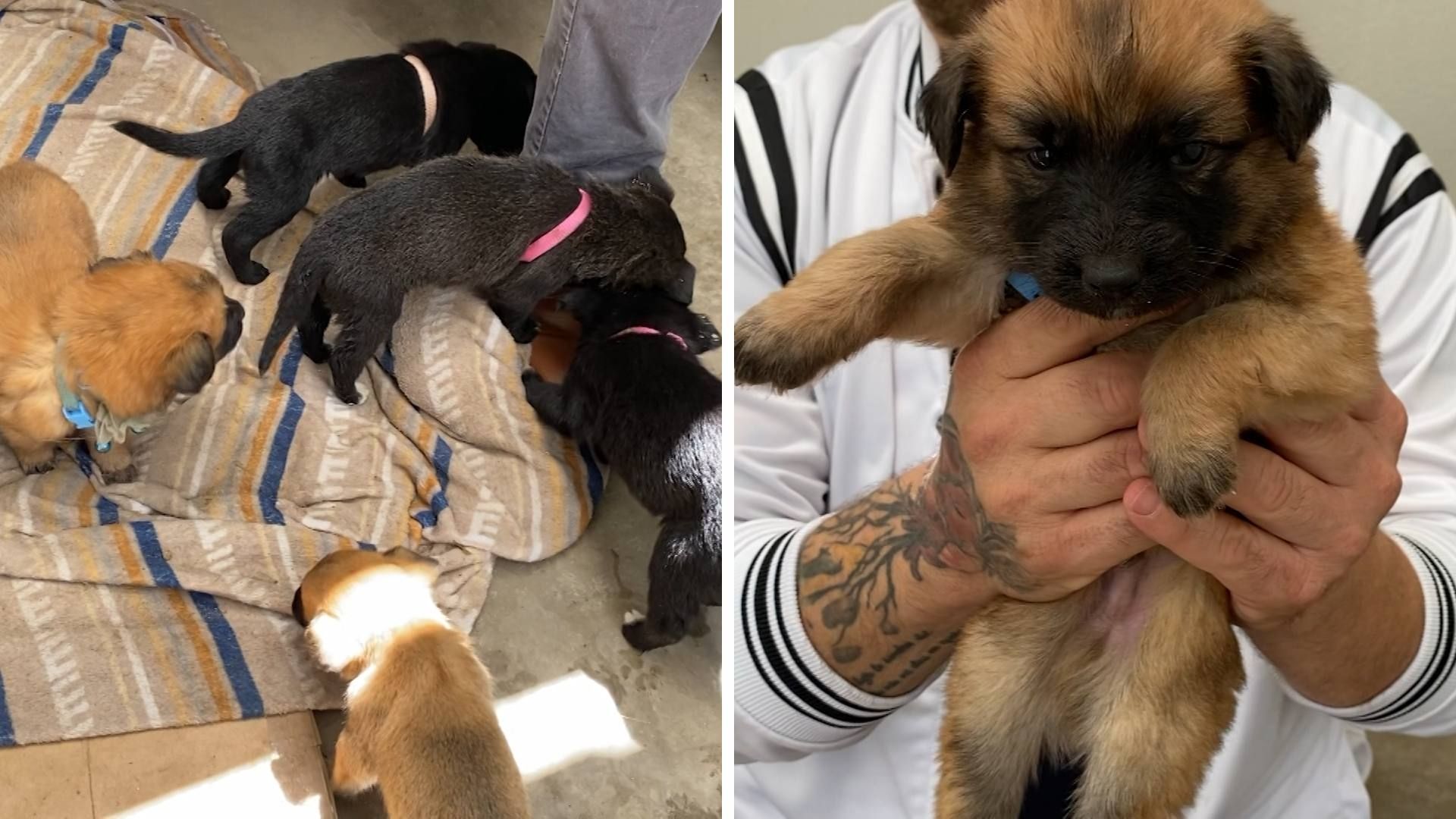 Feria de Adopción de Perros y Gatos en CACYFE de Ensenada