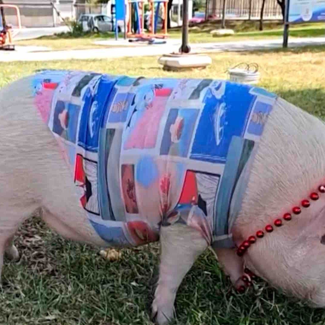 La Cerdita "Cuidado" Roba Miradas en Parques de San Nicolás, NL