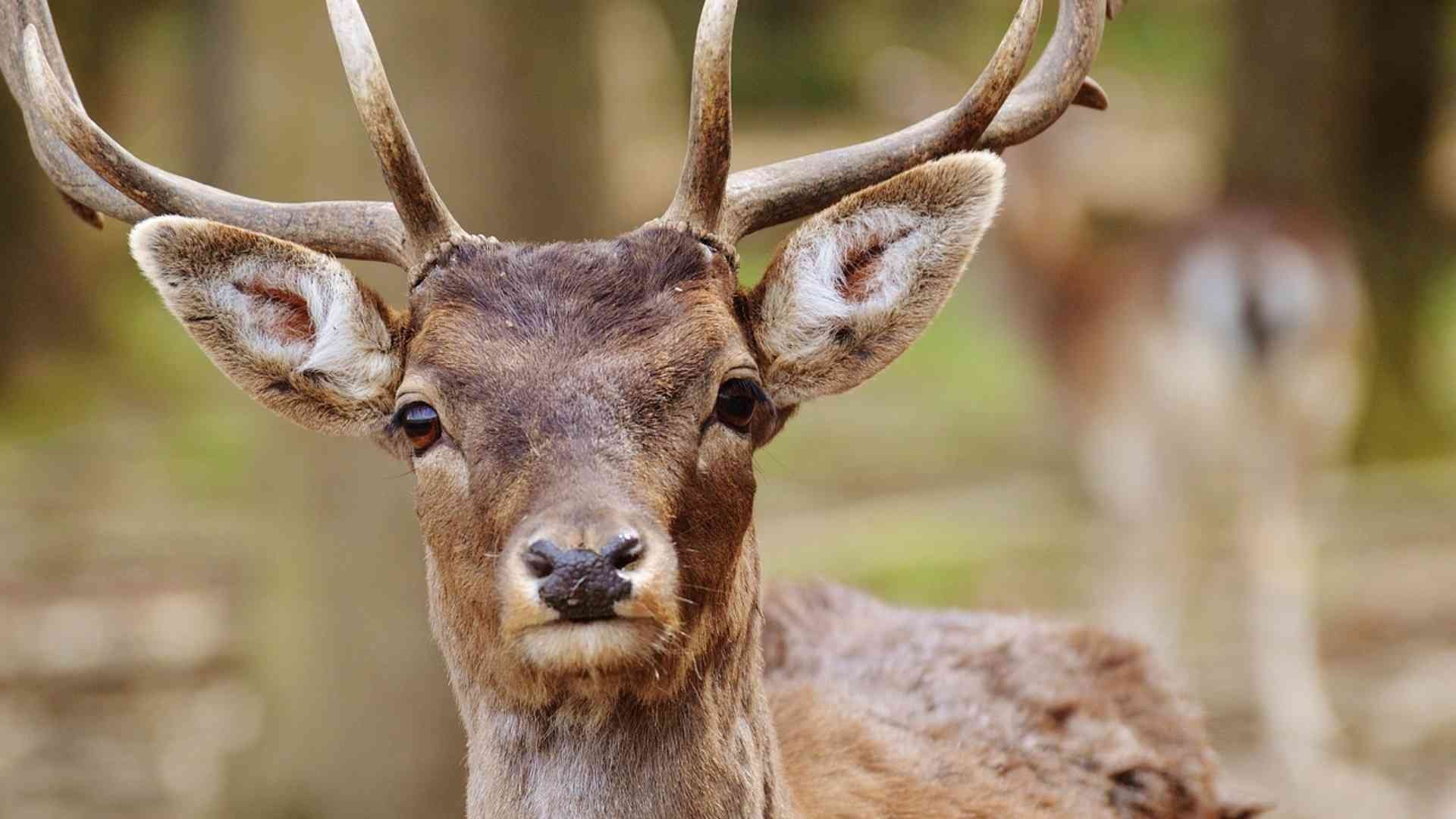 Venado Aparece en Playa de Huatulco, Oaxaca