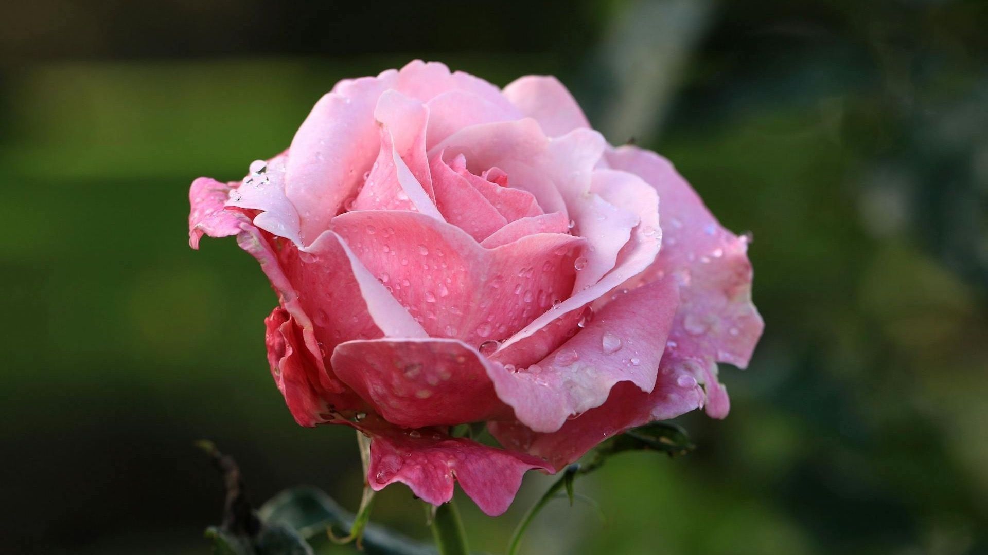 Descubren cuándo surgieron las flores