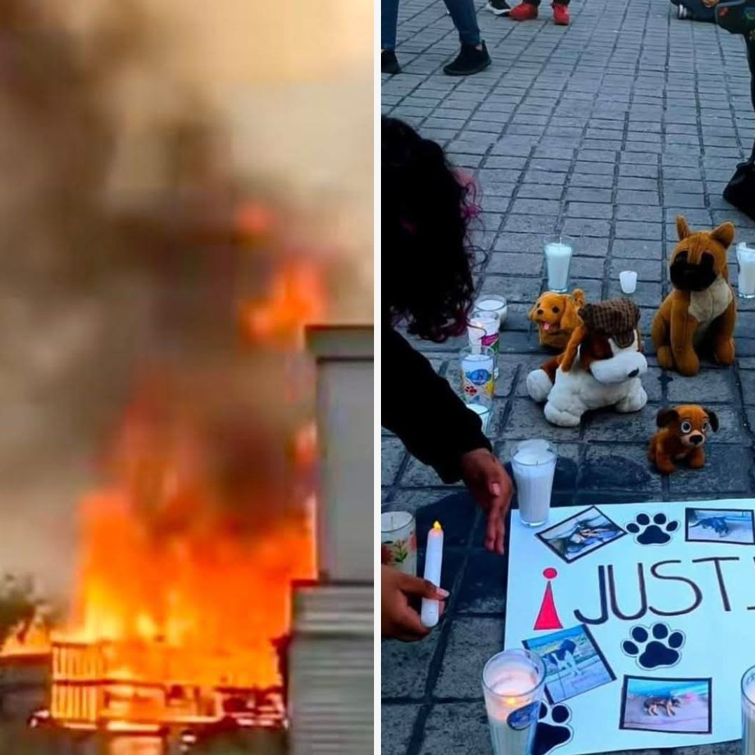 Sujetos Destrozan y Queman Albergue 'Colitas Felices' en Nayarit; Mueren 6 Perritos