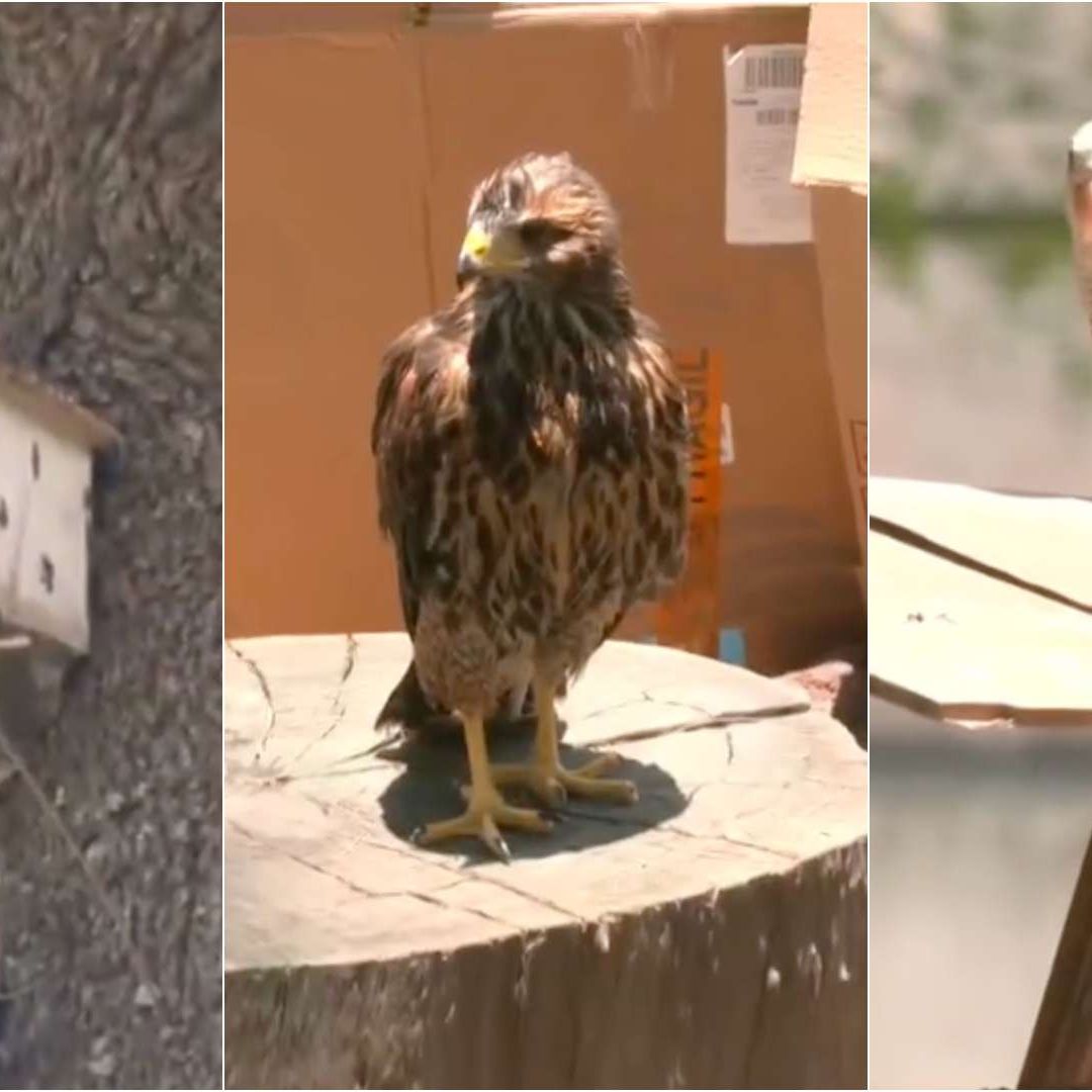 Vecinos convierte camellón en santiario de aves en CDMX
