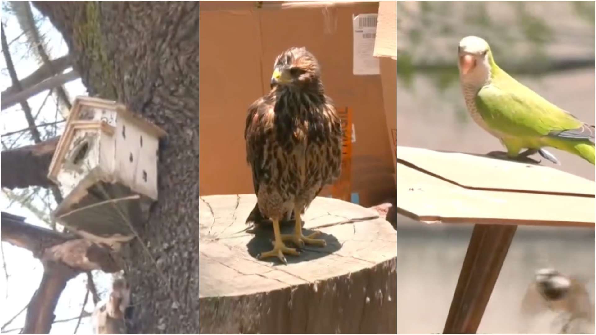Vecinos convierte camellón en santiario de aves en CDMX