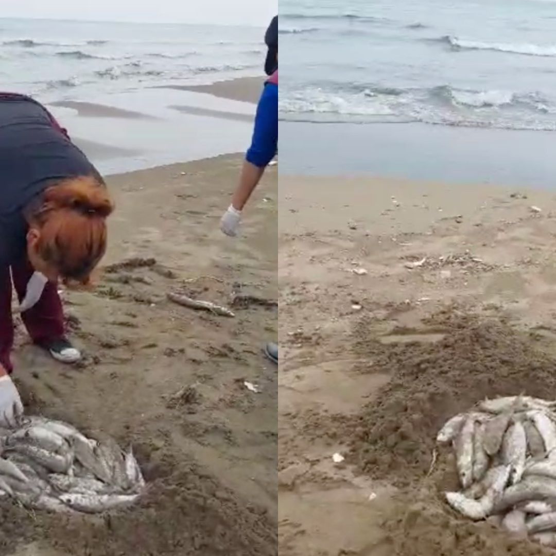 Encuentran Decenas de Peces Muertos en Playa de Coatzacoalcos, Veracruz