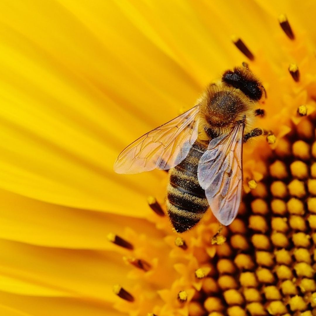 Esto pasa si desaparecen las abejas
