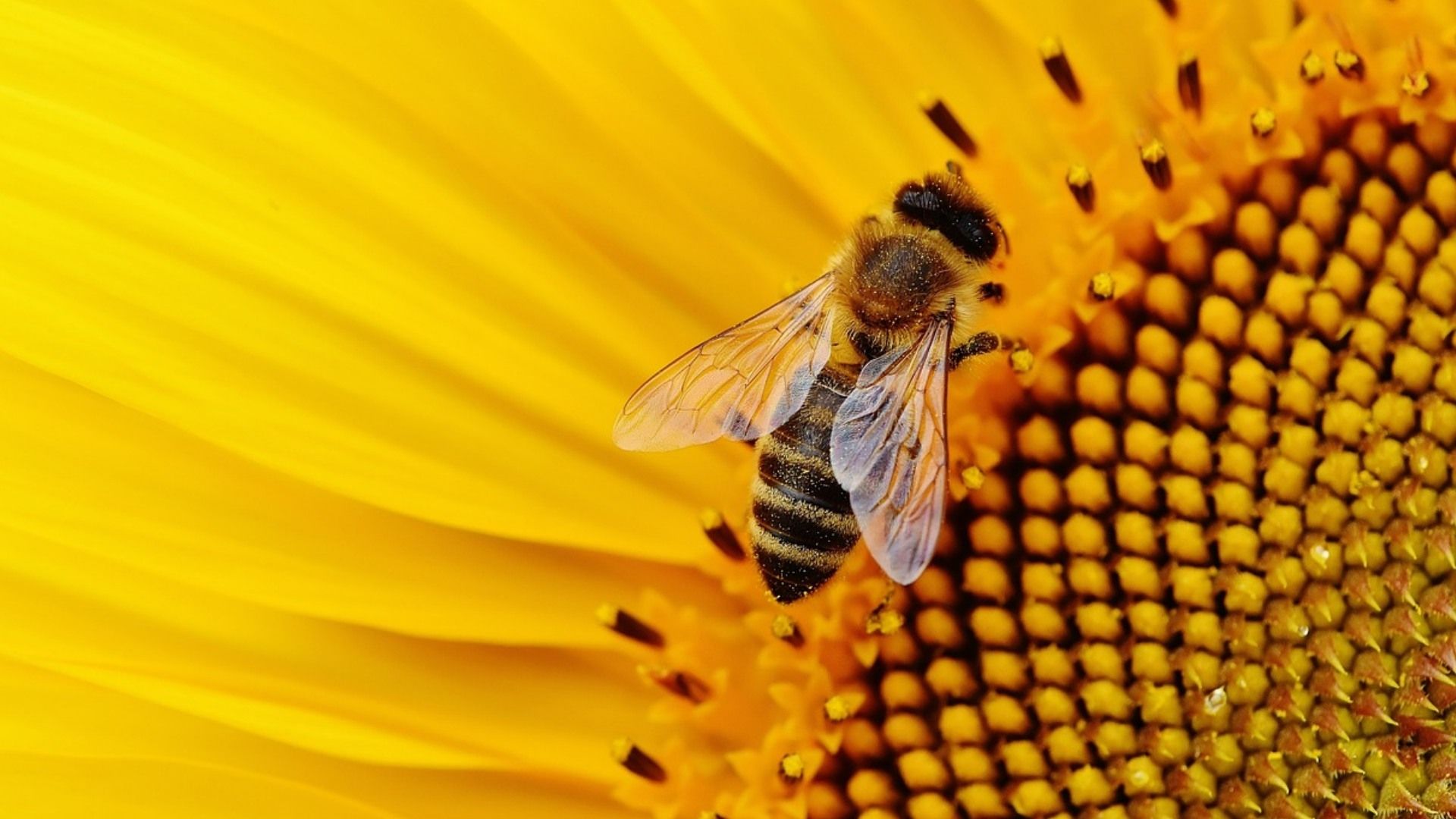 Esto pasa si desaparecen las abejas